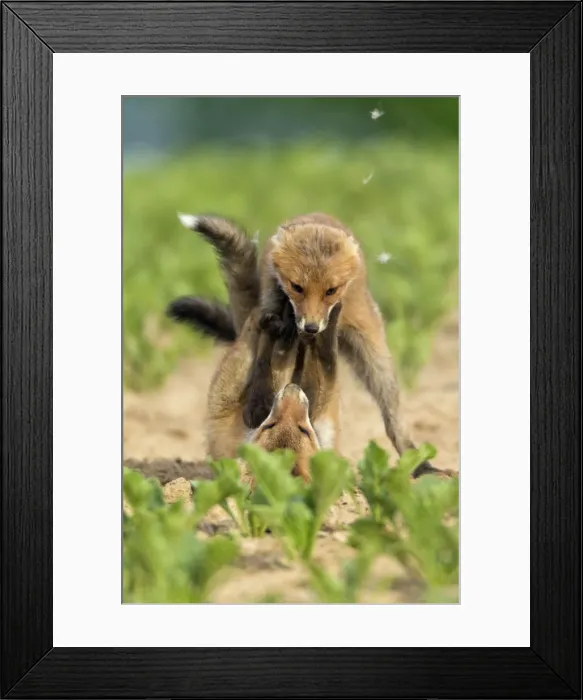 Framed Print : Picture No. 10893804 Framed Print : Picture No. 10893804
