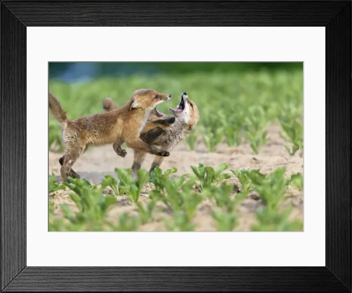 Framed Print : Picture No. 10893809