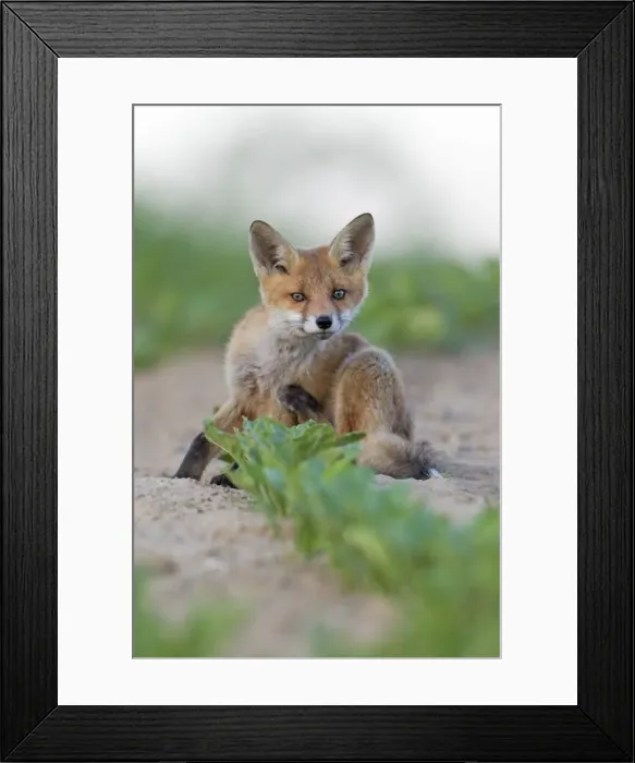 Framed Print : Picture No. 10893792