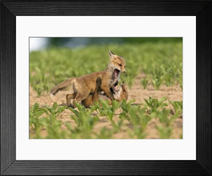 Framed Print : Picture No. 10893803 Framed Print : Picture No. 10893803