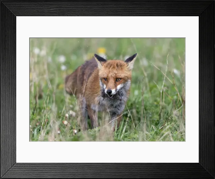 Framed Print : Picture No. 10893781 Framed Print : Picture No. 10893781