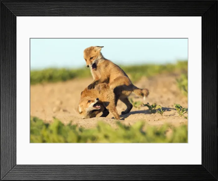 Framed Print : Picture No. 10893797