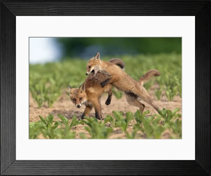 Framed Print : Picture No. 10893793 Framed Print : Picture No. 10893793