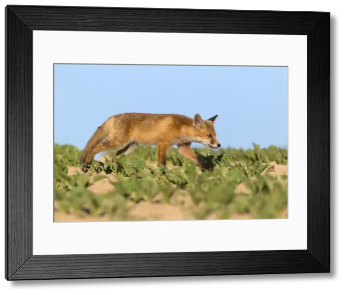 Framed Print : Picture No. 10893791 Framed Print : Picture No. 10893791