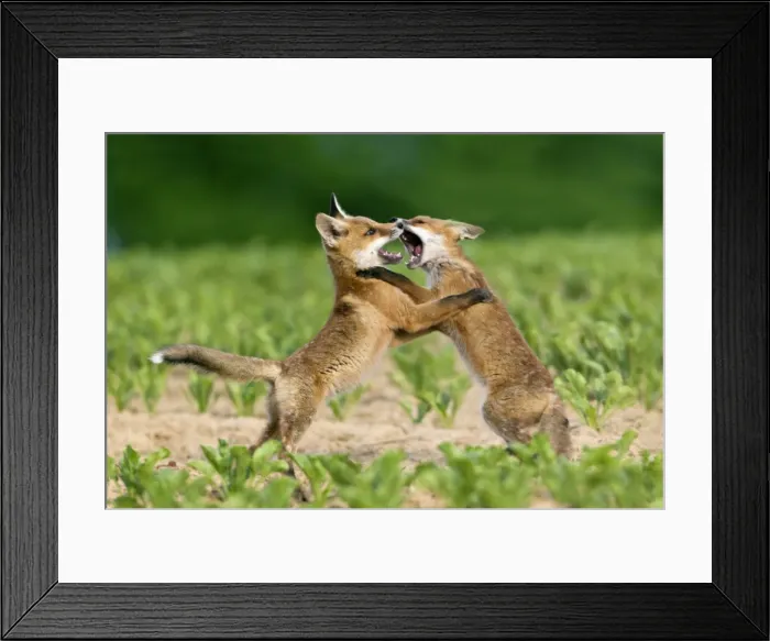 Framed Print : Picture No. 10893801 Framed Print : Picture No. 10893801