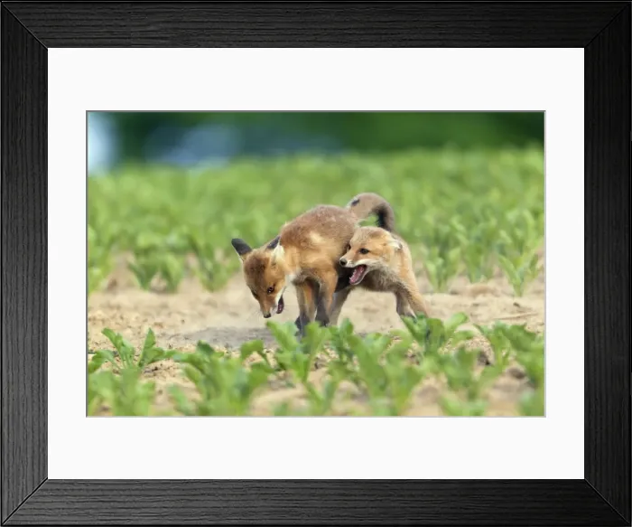 Framed Print : Picture No. 10893812