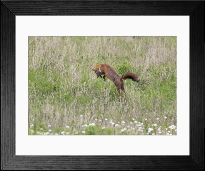 Framed Print : Picture No. 10893783 Framed Print : Picture No. 10893783