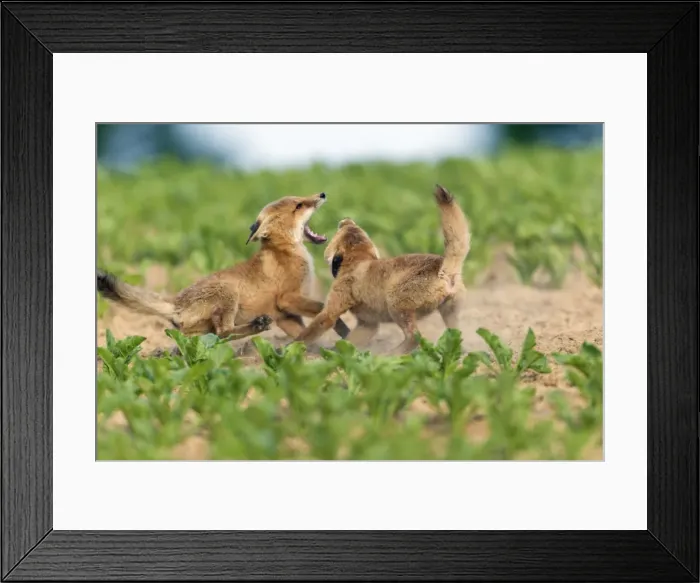 Framed Print : Picture No. 10893813 Framed Print : Picture No. 10893813