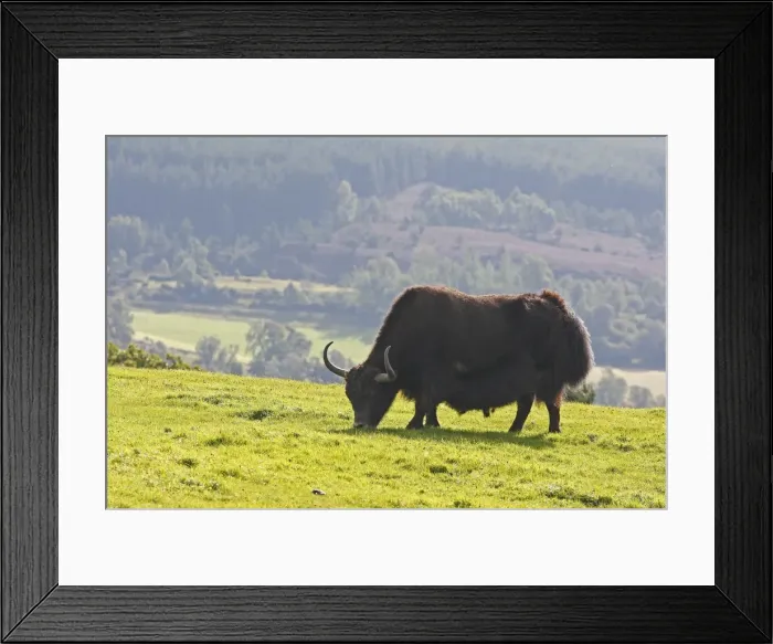 Framed Print : Picture No. 10894200 Framed Print : Picture No. 10894200