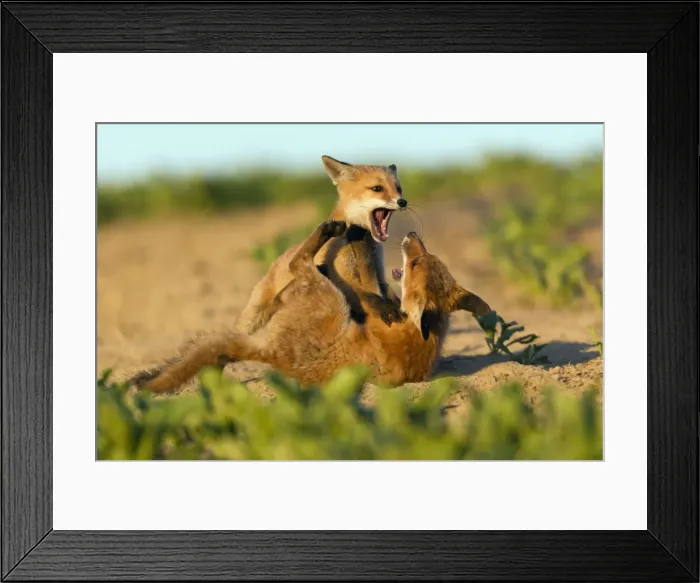 Framed Print : Picture No. 10893798 Framed Print : Picture No. 10893798