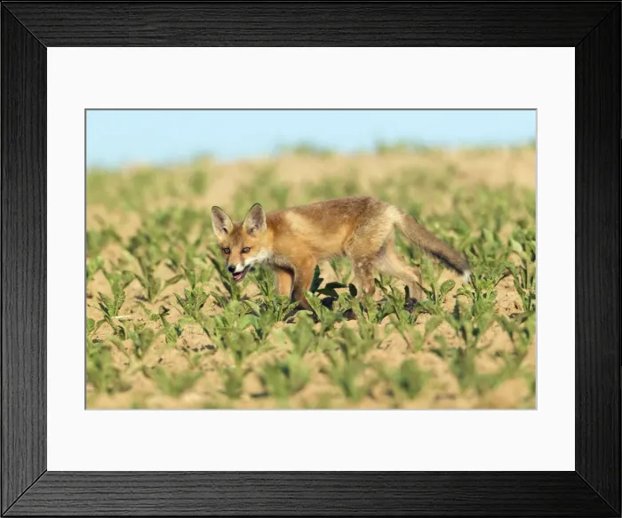Framed Print : Picture No. 10893789 Framed Print : Picture No. 10893789