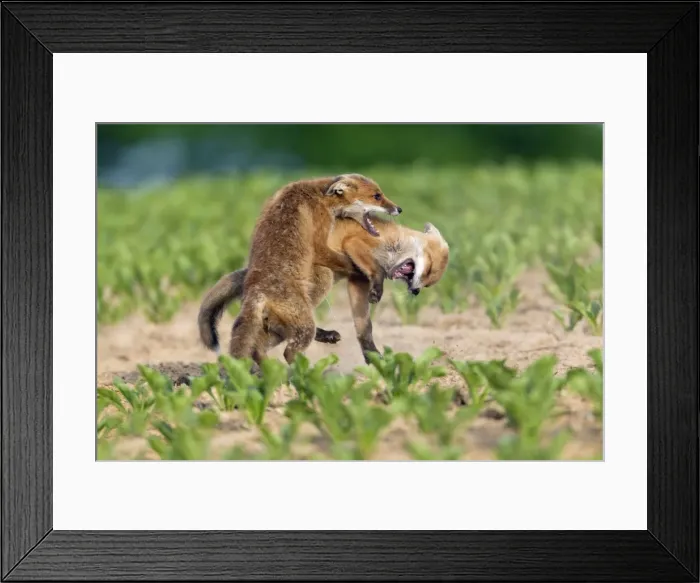 Framed Print : Picture No. 10893802 Framed Print : Picture No. 10893802
