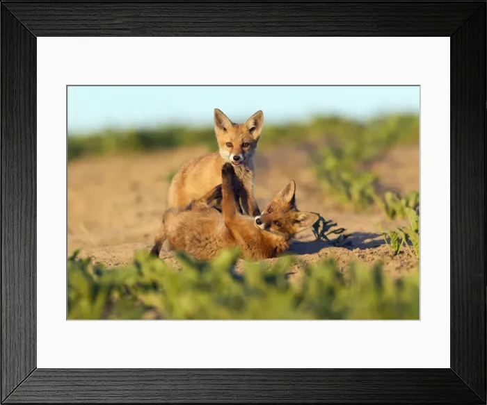 Framed Print : Picture No. 10893799 Framed Print : Picture No. 10893799