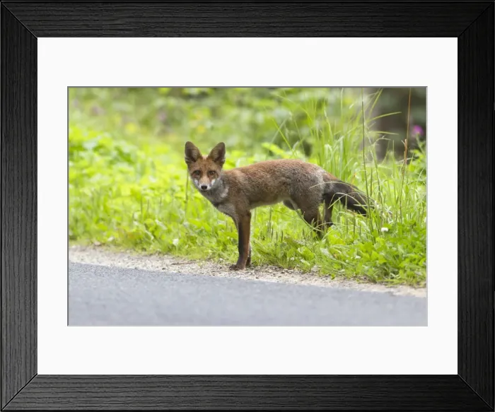Framed Print : Picture No. 10893779