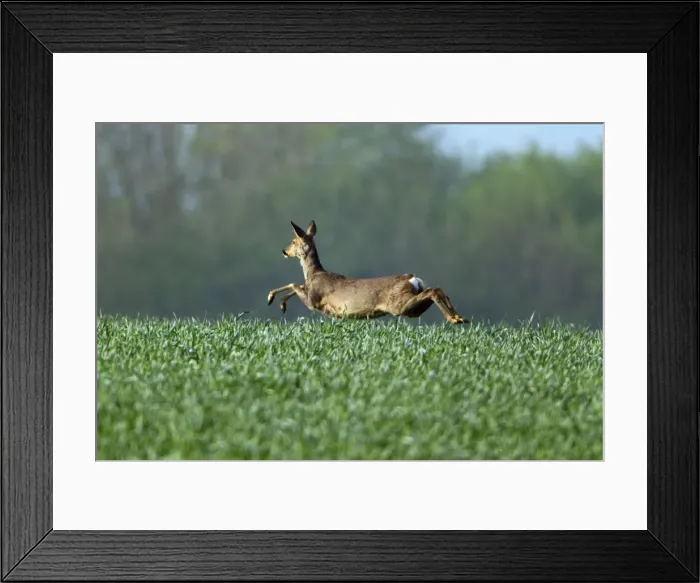 Framed Print : Picture No. 10893778 Framed Print : Picture No. 10893778
