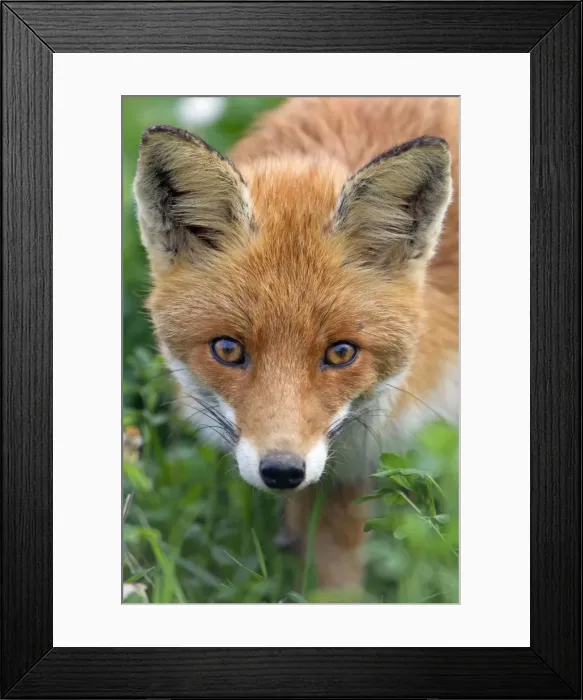 Framed Print : Picture No. 10893787 Framed Print : Picture No. 10893787