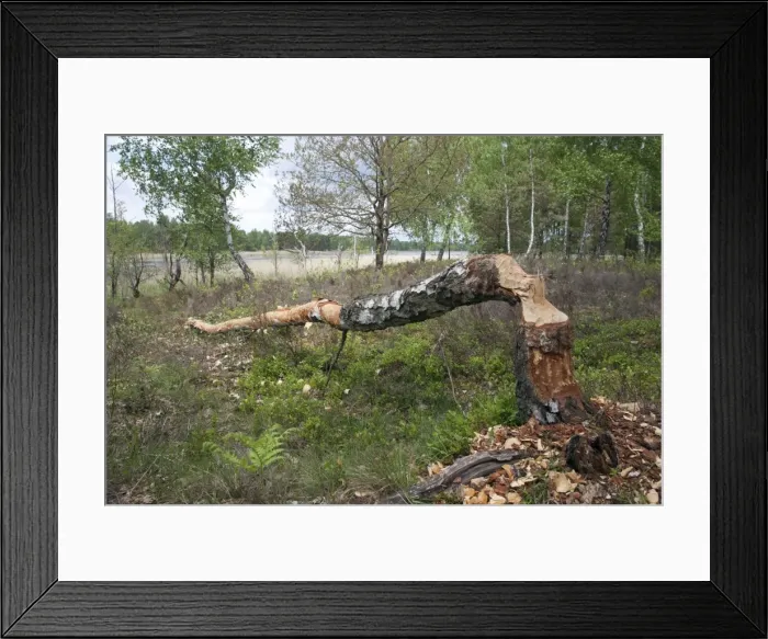 Framed Print : Picture No. 10893775 Framed Print : Picture No. 10893775