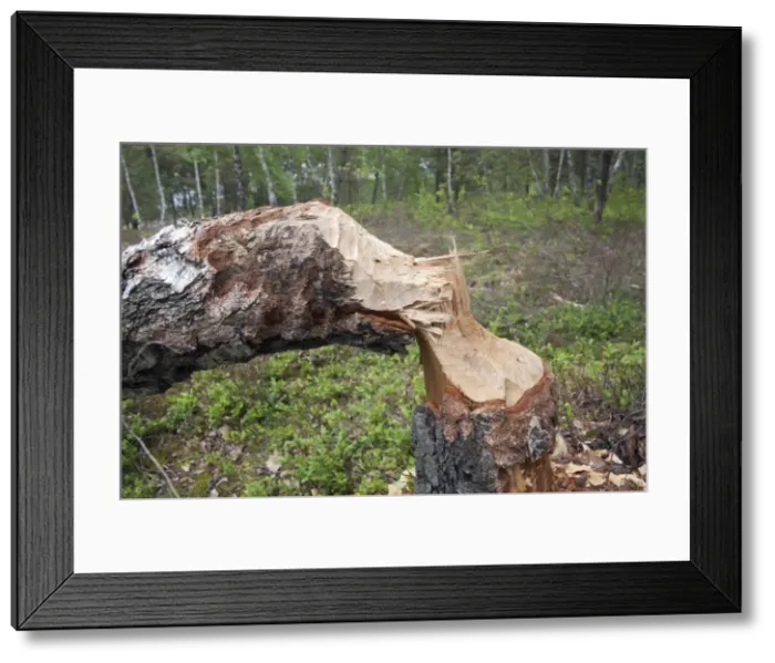 Framed Print : Picture No. 10893776 Framed Print : Picture No. 10893776