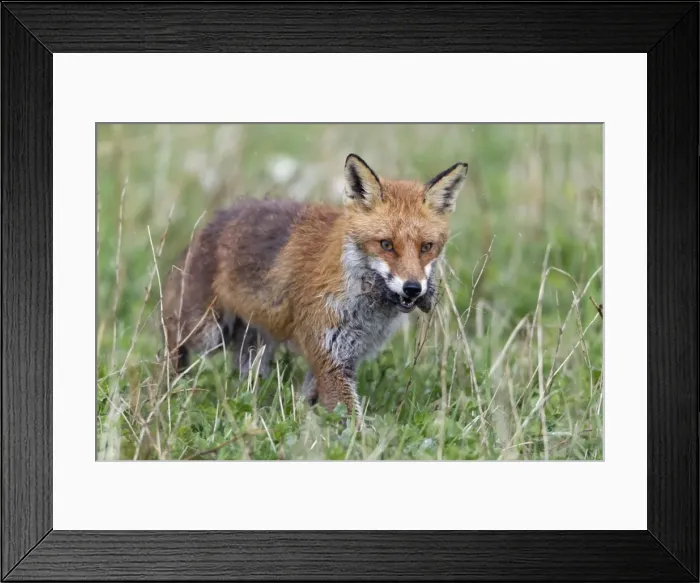 Framed Print : Picture No. 10893782 Framed Print : Picture No. 10893782