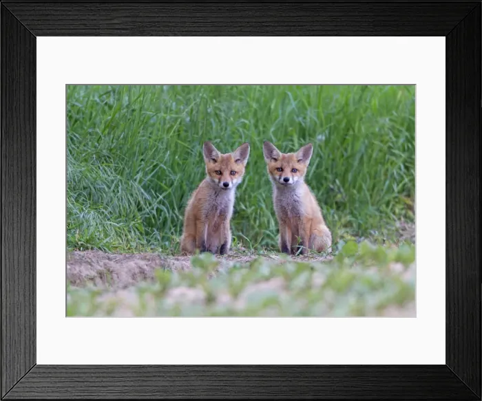 Framed Print : Picture No. 10893795 Framed Print : Picture No. 10893795