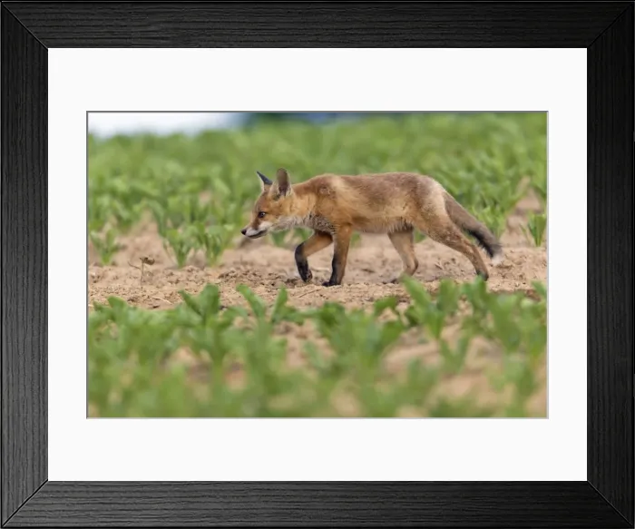 Framed Print : Picture No. 10893794