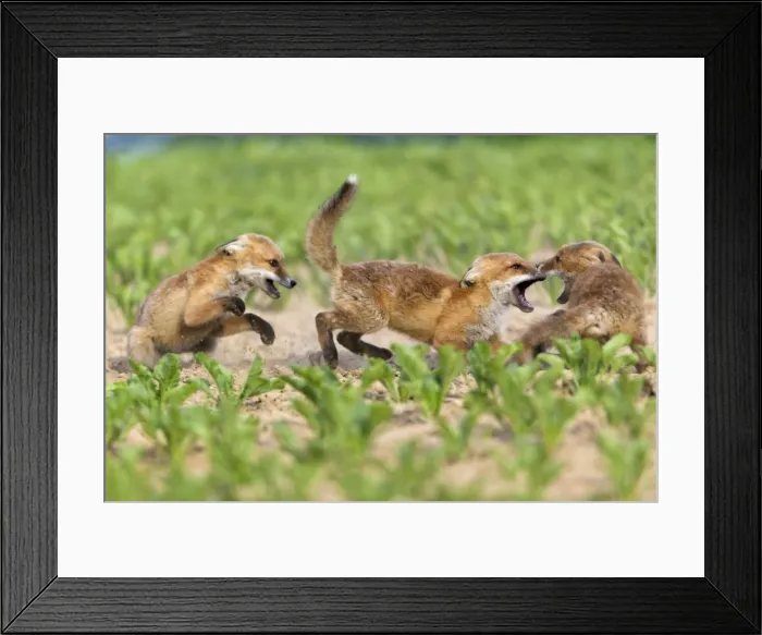 Framed Print : Picture No. 10893807 Framed Print : Picture No. 10893807