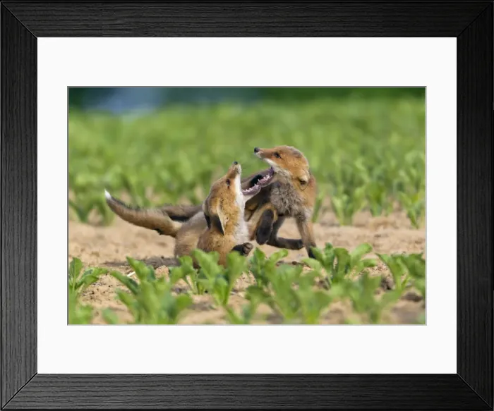 Framed Print : Picture No. 10893805 Framed Print : Picture No. 10893805