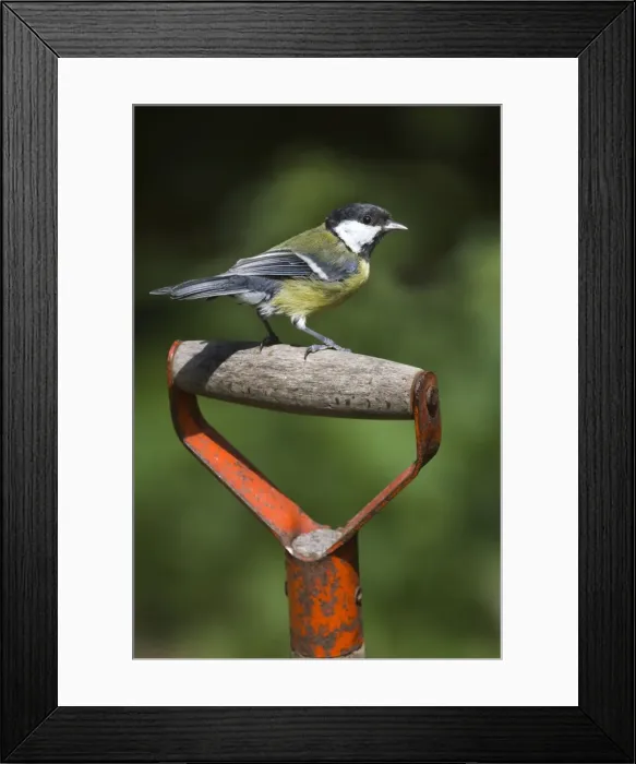 Framed Print : Picture No. 10894734 Framed Print : Picture No. 10894734