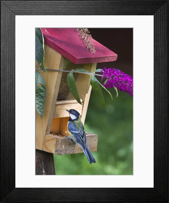 Framed Print : Picture No. 10894733 Framed Print : Picture No. 10894733
