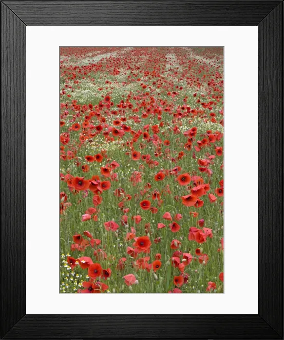 Framed Print : Picture No. 10894723 Framed Print : Picture No. 10894723