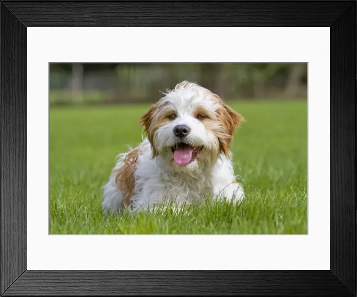 Framed Print : Picture No. 10894740 Framed Print : Picture No. 10894740