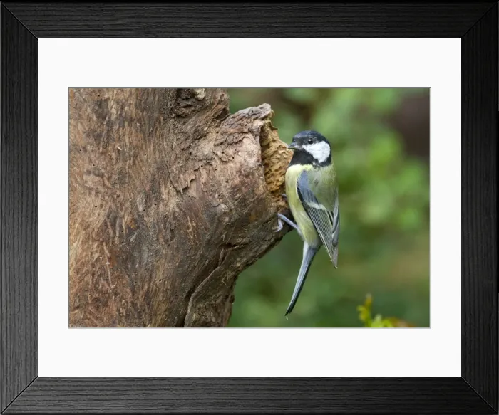 Framed Print : Picture No. 10894737 Framed Print : Picture No. 10894737