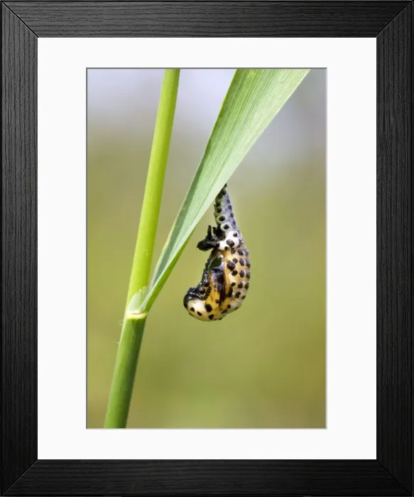 Framed Print : Picture No. 10894744 Framed Print : Picture No. 10894744