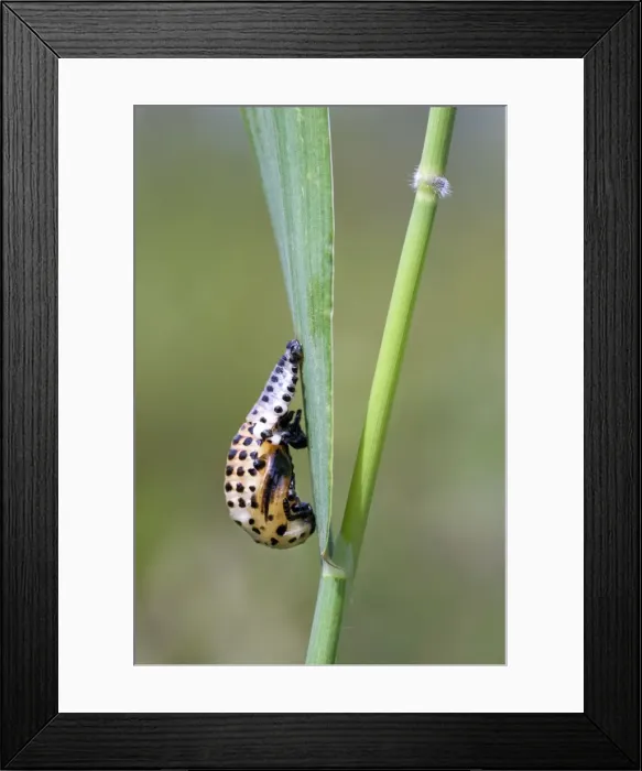 Framed Print : Picture No. 10894746 Framed Print : Picture No. 10894746