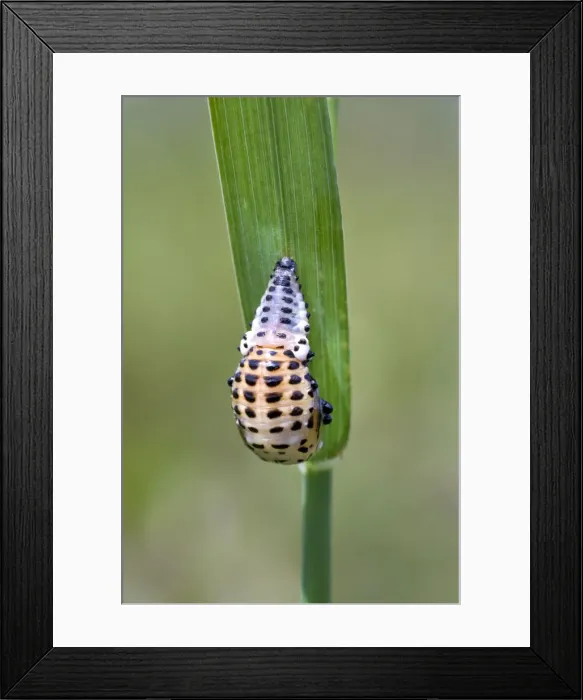Framed Print : Picture No. 10894745 Framed Print : Picture No. 10894745
