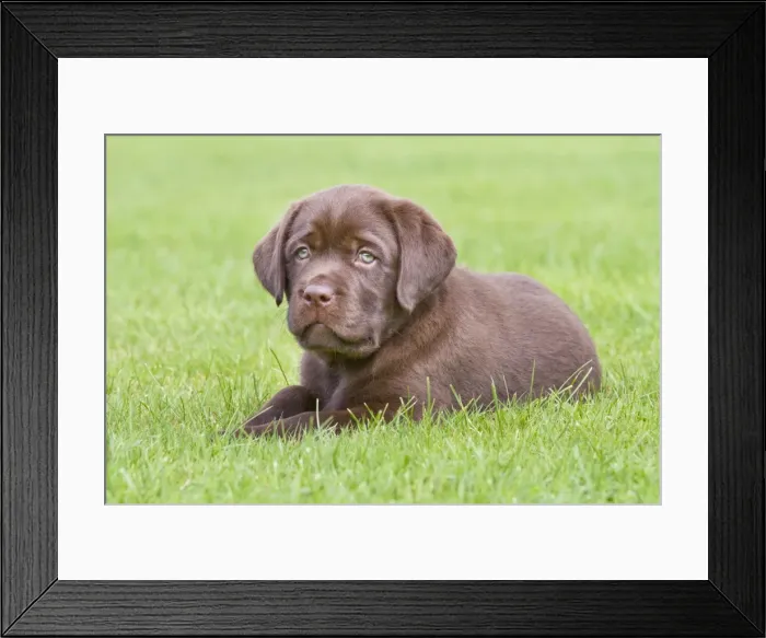 Framed Print : Picture No. 10894742