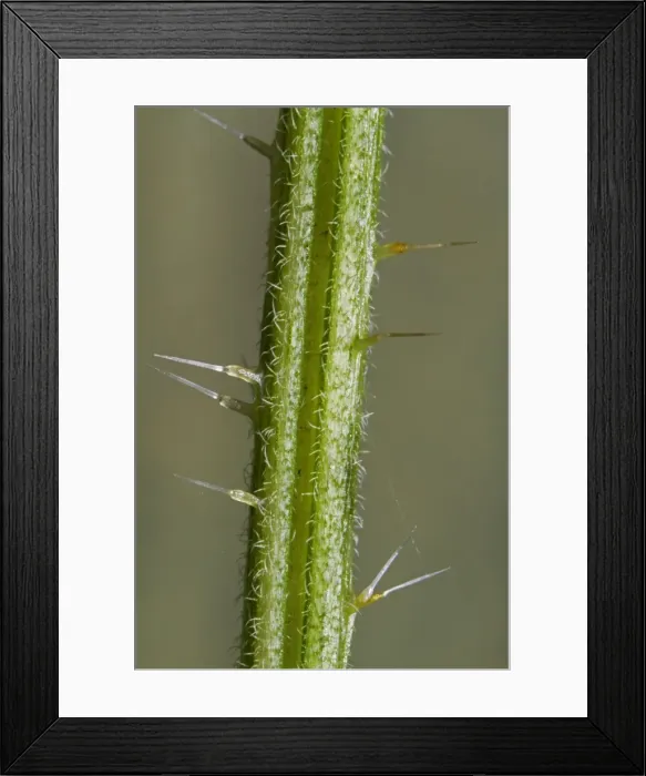 Framed Print : Picture No. 10894750