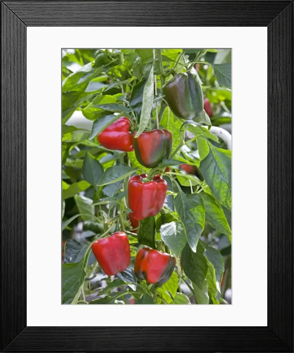 Framed Print : Picture No. 10894754 Framed Print : Picture No. 10894754