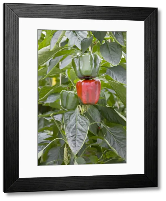 Framed Print : Picture No. 10894755 Framed Print : Picture No. 10894755