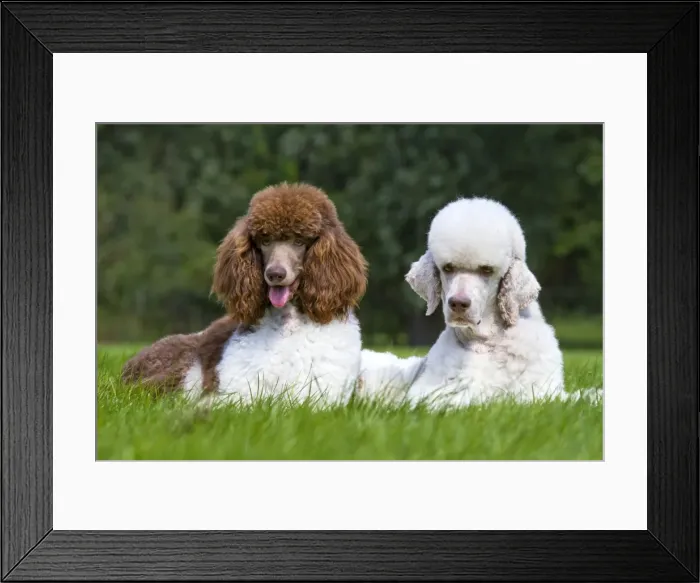 Framed Print : Picture No. 10894759
