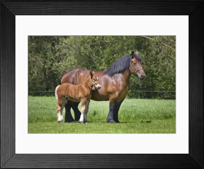 Framed Print : Picture No. 10894753 Framed Print : Picture No. 10894753