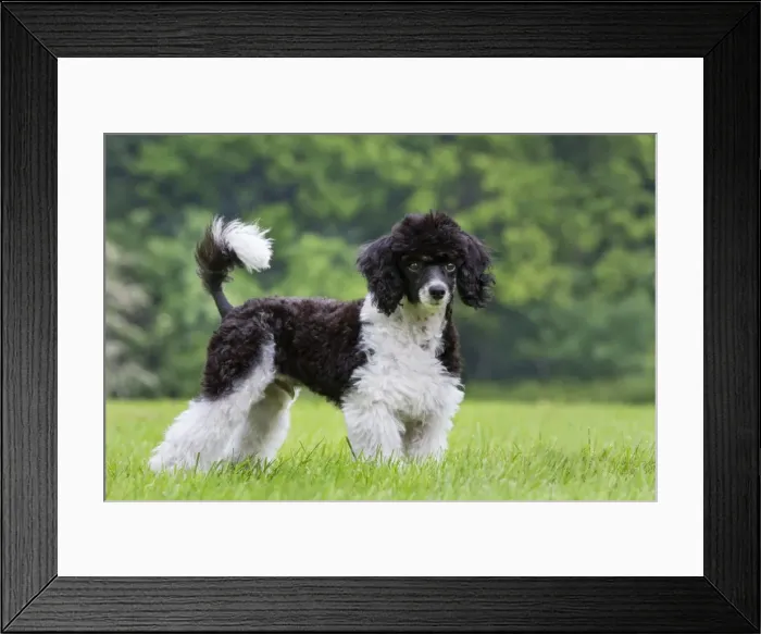 Framed Print : Picture No. 10894758