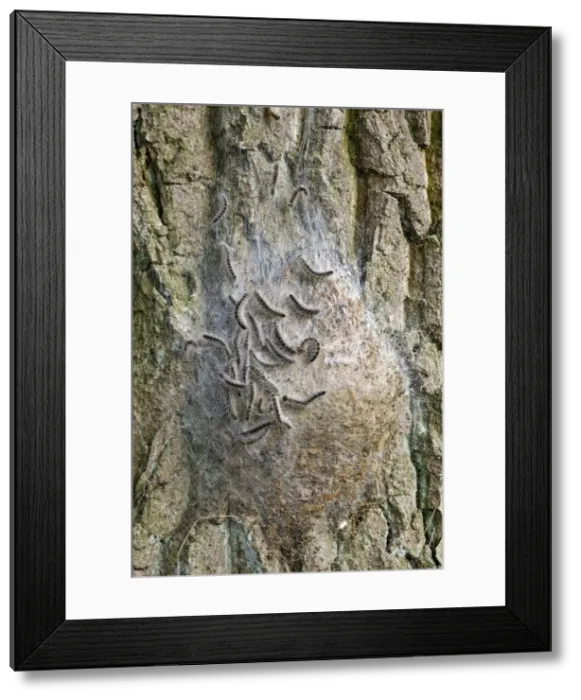 Framed Print : Picture No. 10894751 Framed Print : Picture No. 10894751