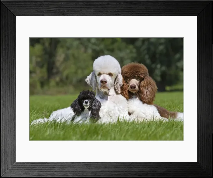 Framed Print : Picture No. 10894760 Framed Print : Picture No. 10894760