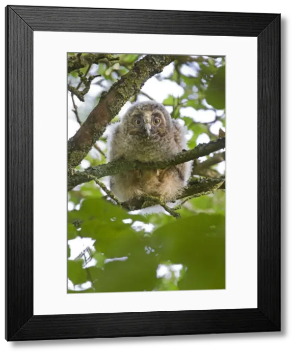 Framed Print : Picture No. 10894761 Framed Print : Picture No. 10894761