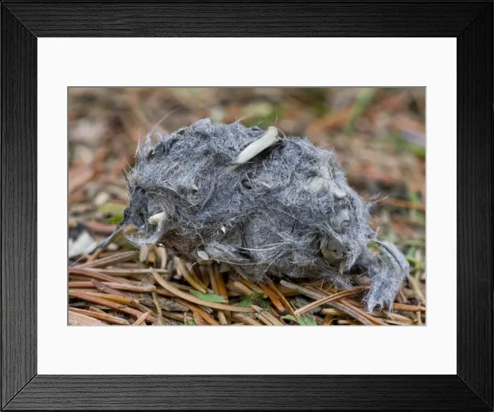 Framed Print : Picture No. 10894763 Framed Print : Picture No. 10894763