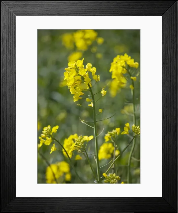 Framed Print : Picture No. 10894764 Framed Print : Picture No. 10894764