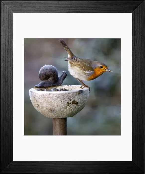 Framed Print : Picture No. 10894770 Framed Print : Picture No. 10894770