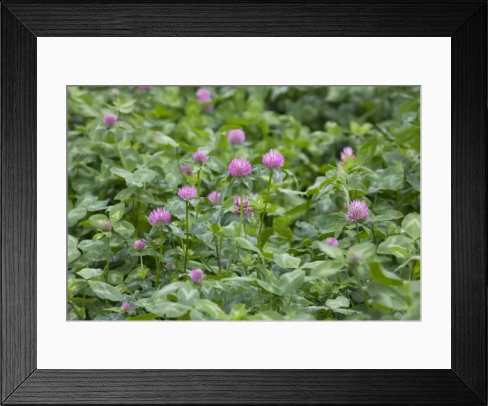 Framed Print : Picture No. 10894768 Framed Print : Picture No. 10894768