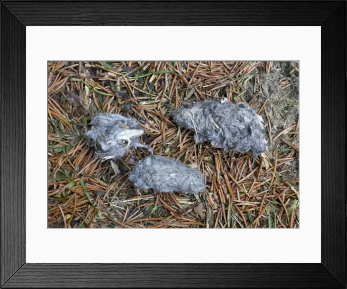 Framed Print : Picture No. 10894762 Framed Print : Picture No. 10894762